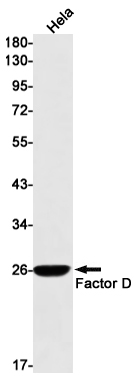 Factor D Rabbit mAb