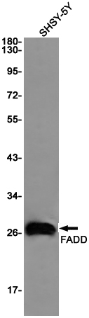 FADD Rabbit mAb