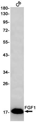 FGF1 Rabbit mAb