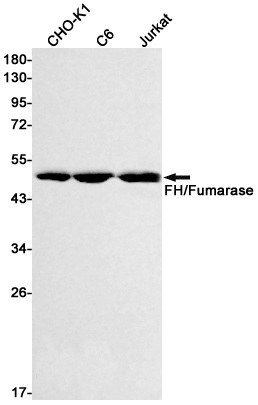 FH Rabbit mAb