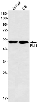 FLI1 Rabbit mAb