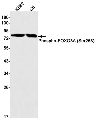 Phospho-FOXO3A (Ser253) Rabbit mAb