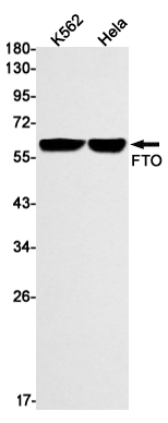 FTO Rabbit mAb