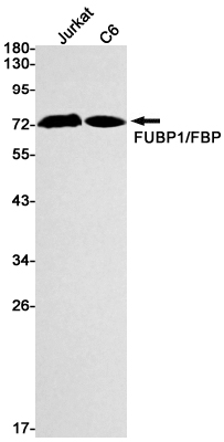 FUBP1 Rabbit mAb