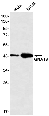 GNA13 Rabbit mAb