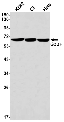 G3BP Rabbit mAb