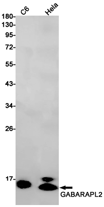 GABARAPL2 Rabbit mAb