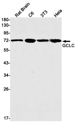 GCLC Rabbit mAb