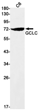 GCLC Rabbit mAb