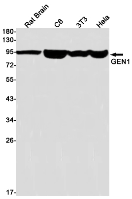 GEN1 Rabbit mAb