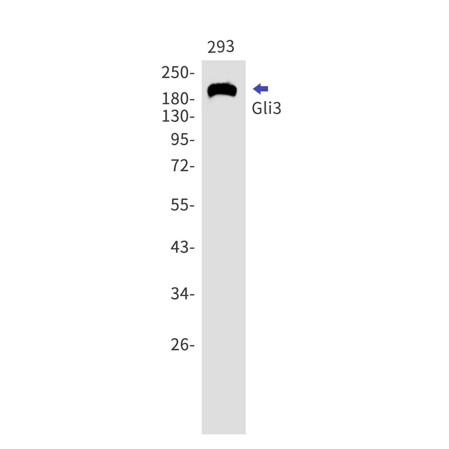 GLI3 Rabbit mAb