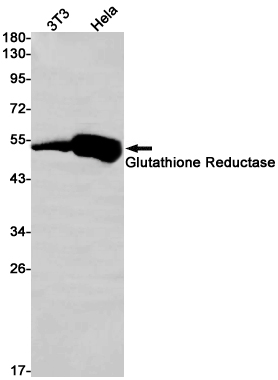 Glutathione Reductase Rabbit mAb