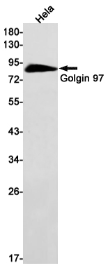 GOLGA1 Rabbit mAb