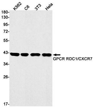 RDC1 Rabbit mAb