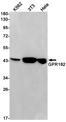 GPR182 Rabbit mAb