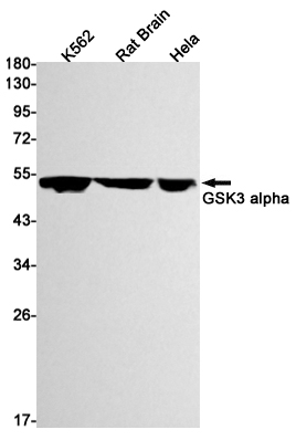 GSK3 alpha Rabbit mAb