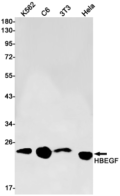 HBEGF Rabbit mAb