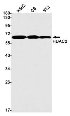 HDAC2 Rabbit mAb