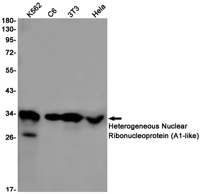 HNRNPA1L2 Rabbit mAb