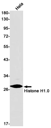 Histone H1.0 Rabbit mAb