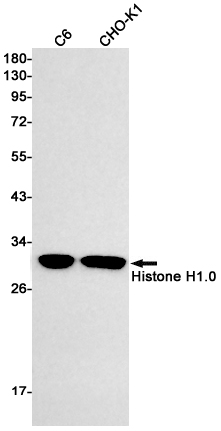 Histone H1.0 Rabbit mAb