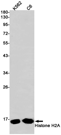 Histone H2A Rabbit mAb