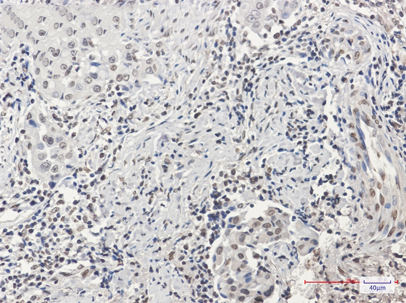 Histone H3 Rabbit mAb