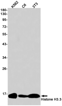 Histone H3.3 Rabbit mAb