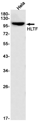 HLTF Rabbit mAb