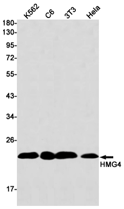 HMG4 Rabbit mAb