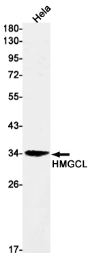 HMGCL Rabbit mAb