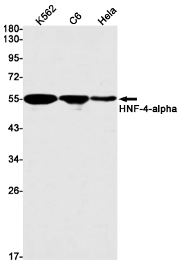 HNF 4 alpha Rabbit mAb