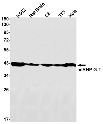 hnRNP G T Rabbit mAb