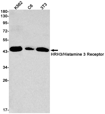 HRH3 Rabbit mAb