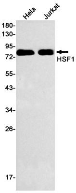 Hsf1 Rabbit mAb