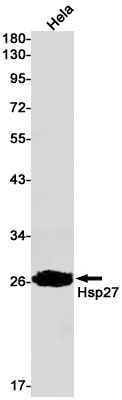 Hsp27 Rabbit mAb