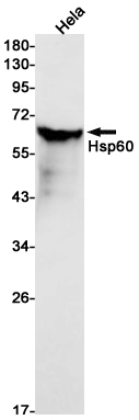 Hsp60 Rabbit mAb