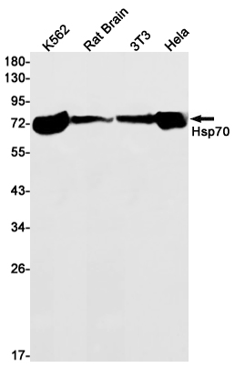 Hsp70 1B Rabbit mAb