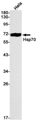 Hsp70 1A Rabbit mAb