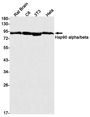 Hsp90 alpha/beta Rabbit mAb