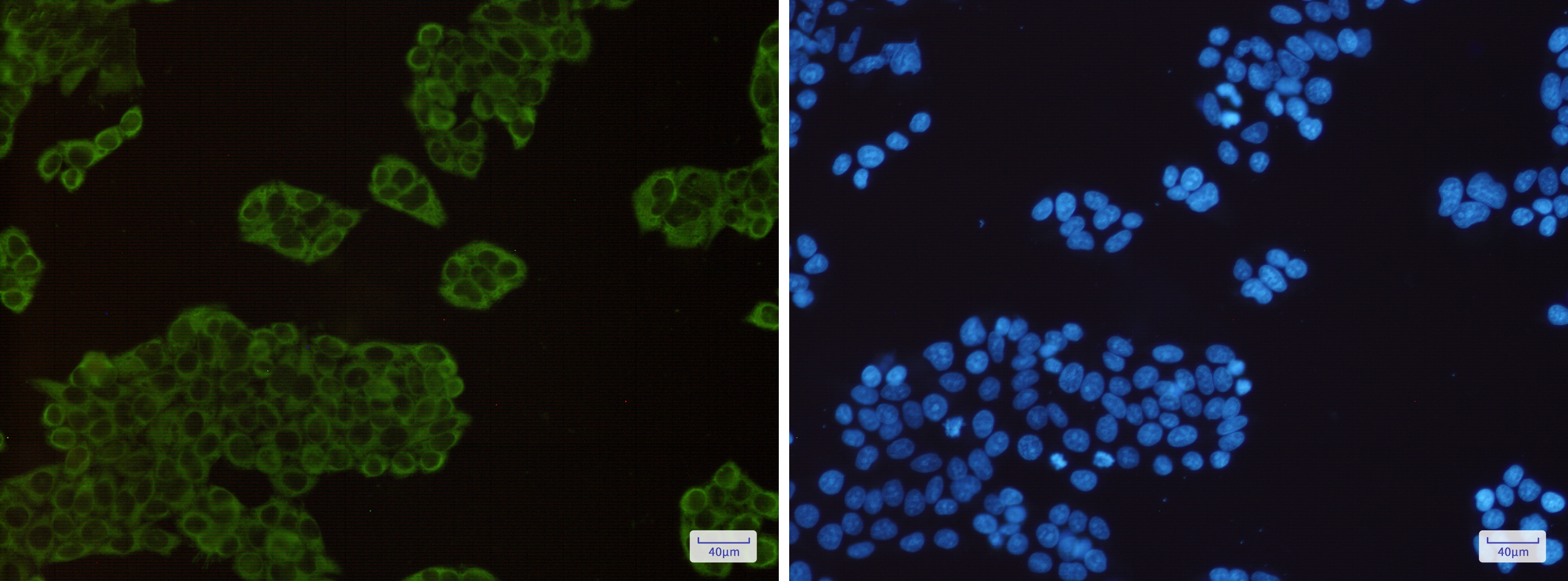 Hsp90 alpha/beta Rabbit mAb