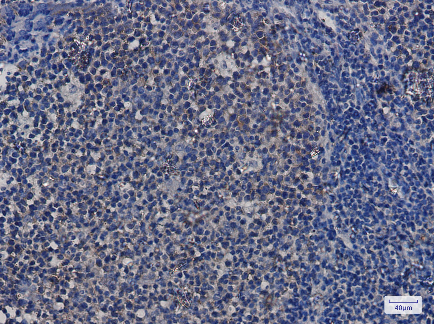 Hsp90 alpha/beta Rabbit mAb