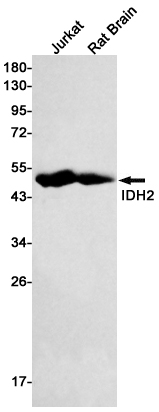 IDH2 Rabbit mAb