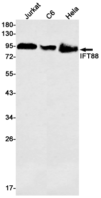 IFT88 Rabbit mAb