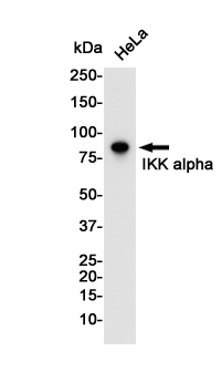 IKK alpha Rabbit mAb