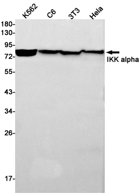 IKK alpha Rabbit mAb