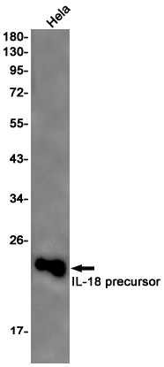 IL 18 Rabbit mAb