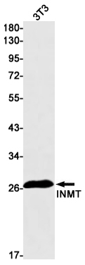 INMT Rabbit mAb