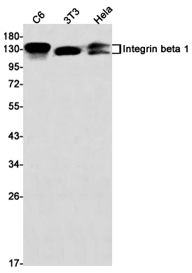 Integrin beta 1 Rabbit mAb