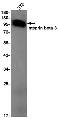 Integrin beta 3 Rabbit mAb